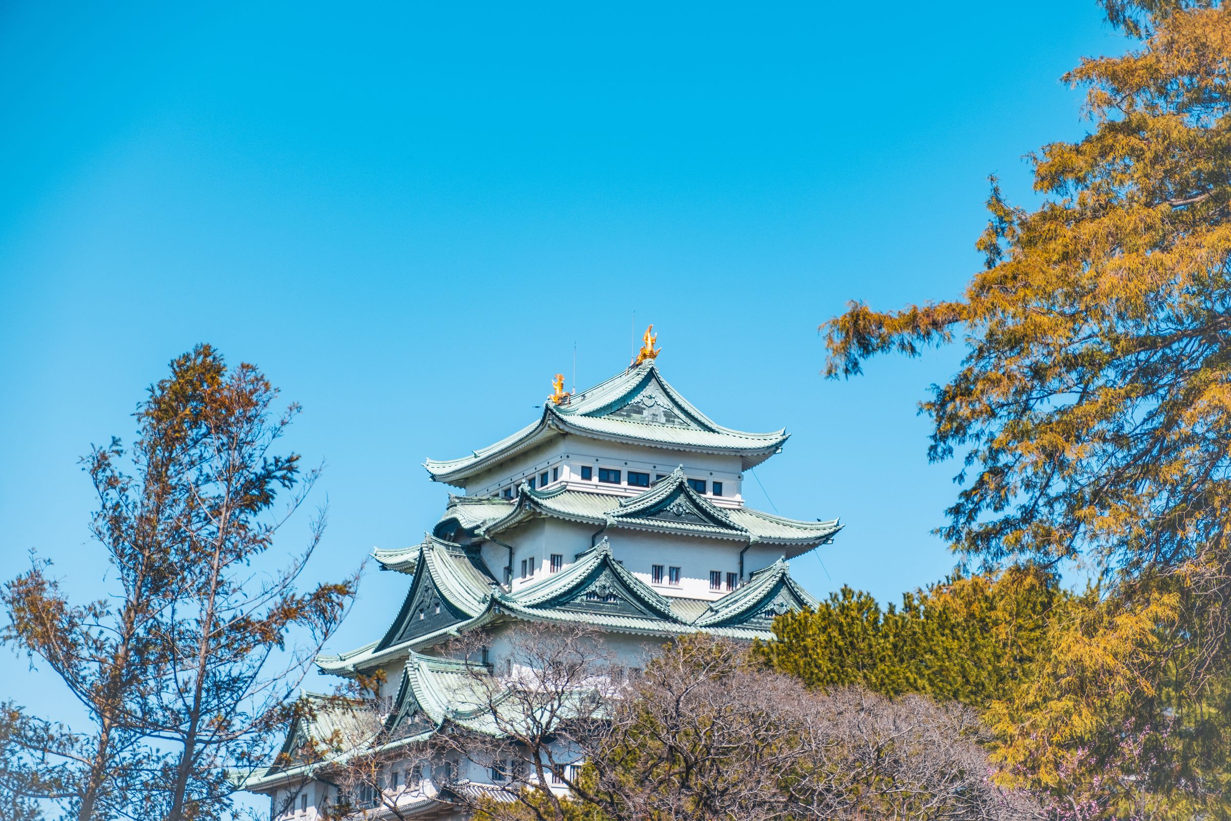 名古屋城の天守。青空と春の木立の向こうに金の鯱が見える