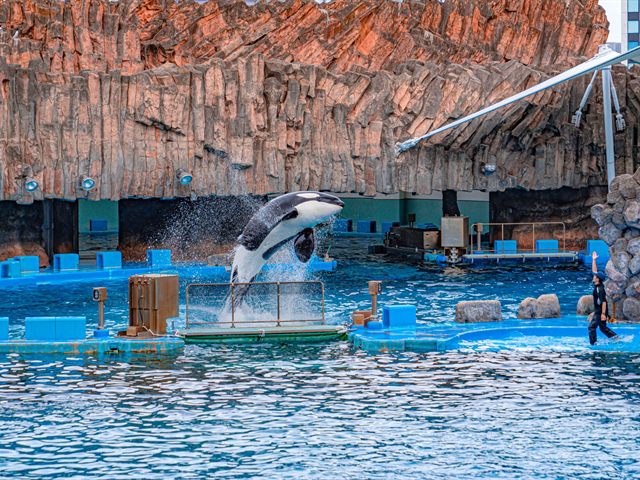 名古屋港水族館。水面から飛び上がるシャチ
